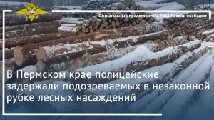 В Пермском крае полицейские задержали подозреваемых в незаконной рубке лесных насаждений