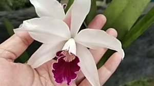 Cattleya purpurata