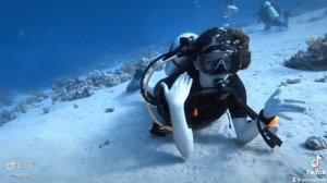 Дайвинг в Египте