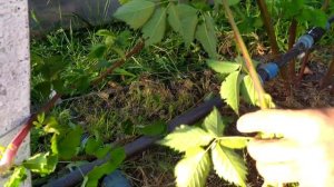 Размножение ЕЖЕВИКИ верхушками побегов.