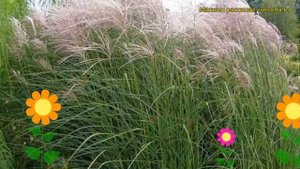 Мискантус китайский Клейн Фонтейн. Краткий обзор, описание miscanthus sinensis Kleine Fontaine