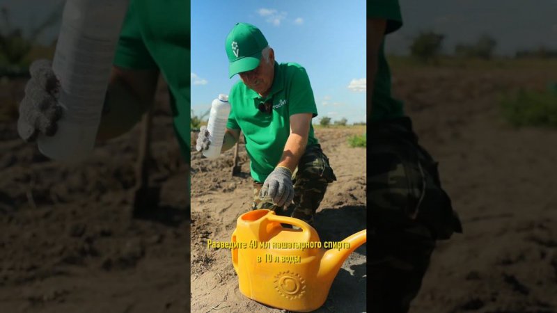 Растения вялые, урожай малый, а вредителя не видать? Сейчас прогоним!