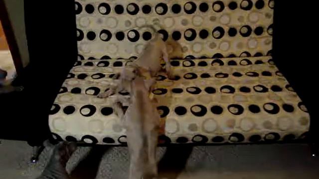 щенки тайского риджбека (thai ridgeback dog puppy)