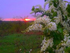 Цветёт черёмуха к похолоданию, разбор на гармони №-243 с цифрами