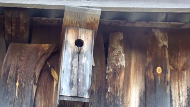 Внимание!Сороки разоряют скворечники!!! Сельское подворье на Урале