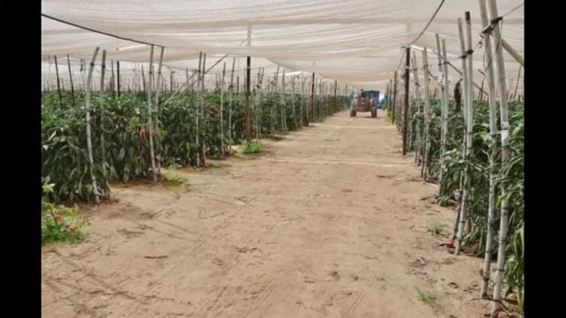 Как в Израиле выращивают овощи на песке смотреть онлайн