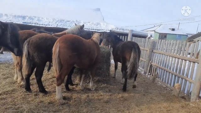 Продажа лошадей г. Заринск смотреть онлайн