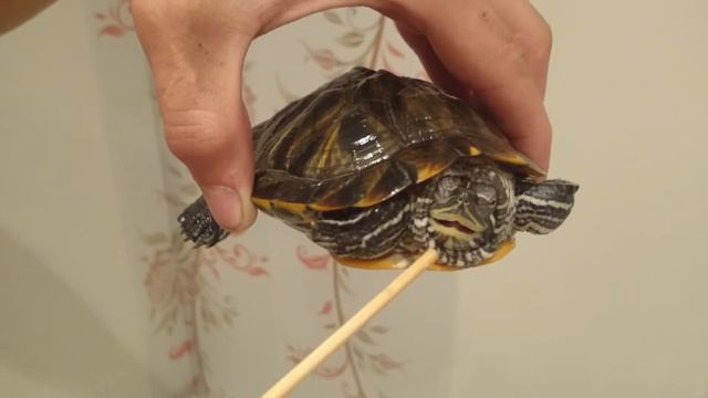 прикол 2015)))смех,ржака смотреть до конца смотреть онлайн