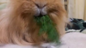 Морская свинка жуёт и кричит! ?