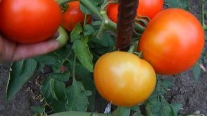 Томат Алые Паруса F1. Начало созревания.
