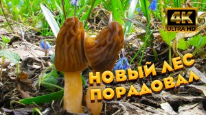 ? Новый лес нас порадовал ? Строчок гигантский и сморчковая шапочка продолжают расти ?