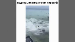Огромные пираньи