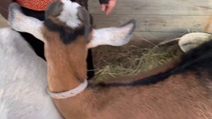 Породы коз .