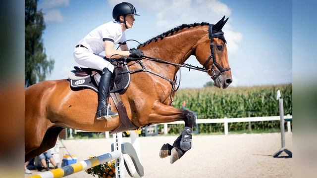 Konie Ciekawostki | Fakty i Historia cz.2 смотреть онлайн