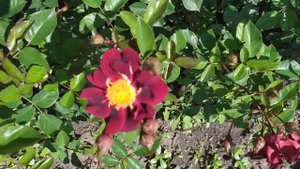 ЗОИК (Zoic, MASzoni), Massad Франция, 2010 г. Флорибунда (Floribunda)