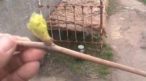На черенках распустились листья. А есть ли корни?