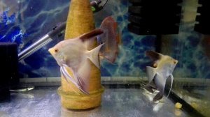 Формирование пар рыбок.