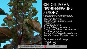 Фитоплазма пролиферации яблони (Candidatus Phytoplasma mali)