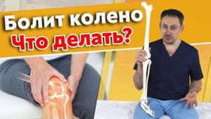 Почему болит коленный сустав?
Как крепятся колени: основные структуры мышц.