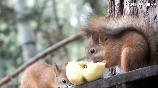 Два бельчонка и их "разговоры" часть 2\Two squirrels and their "conversations" part 2 смотреть онлайн