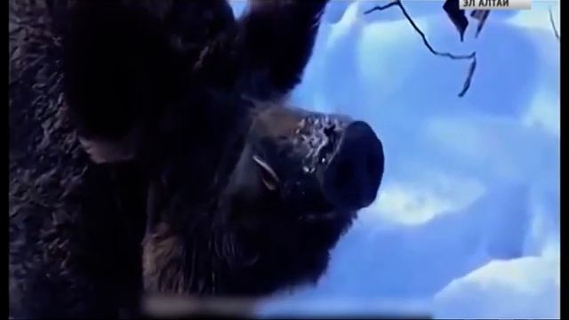Что необходимо знать, чтобы не заболеть трихинеллезом?