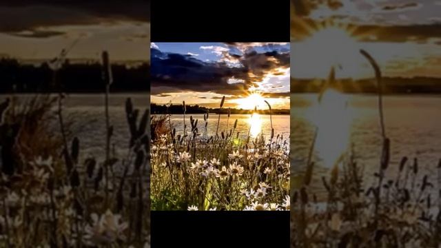 Звуки природы летнего луга (пчелы, птицы, кузнечики) для отдыха