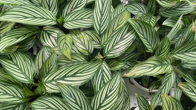 Calathea Plant | Prayer Plant Varities