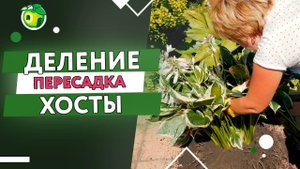 Как Мы Размножили и Пересадили Хосту  Советы от Зелёного Дома ✔️