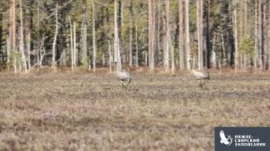 Совсем недавно встречали журавлей, а уже время их провожать...