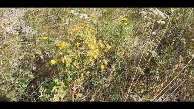 Дары осени смотреть онлайн