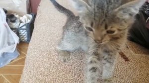 .котёнку плохо