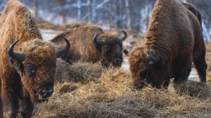 Интервью с Виктором Гришенковым.