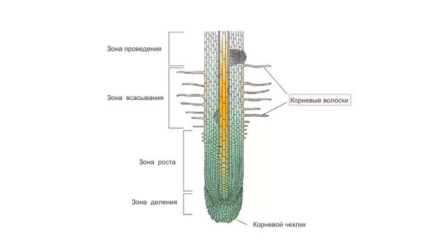 Строение корня смотреть онлайн