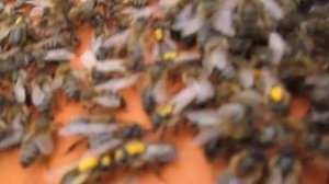 Желтая пчела