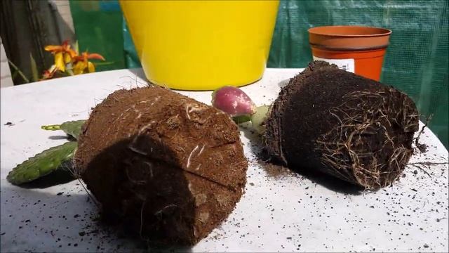 Consolea rubescens Opuntia vulgaris, new plants in my collection смотреть онлайн