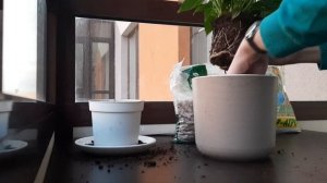 Пересадка комнатных растений на примере спатифиллума (женское счастье)