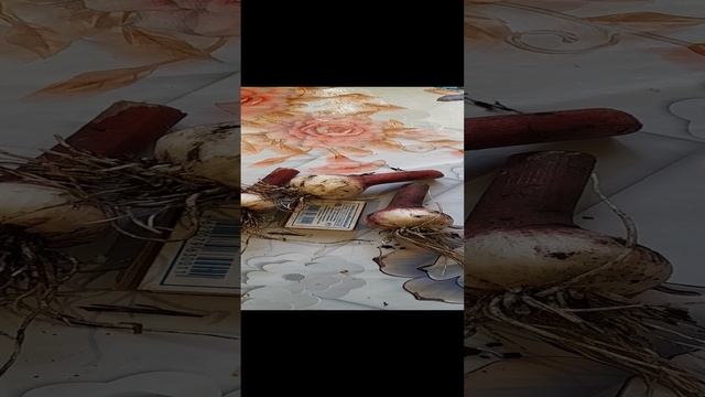 Первая проба чеснока 19 июня