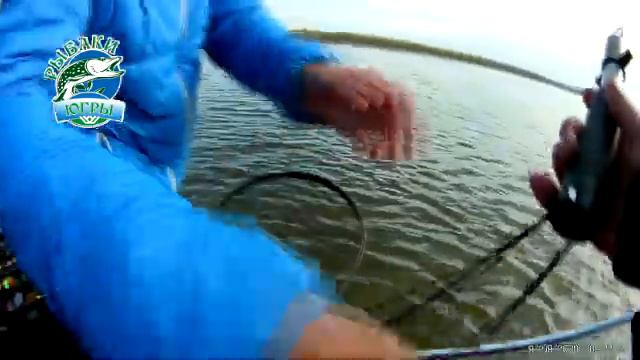 Щука, щука монстр, трофей, крупная рыба, джиг, река Обь, рыба, спиннинг, эхолот Humminbird смотреть онлайн