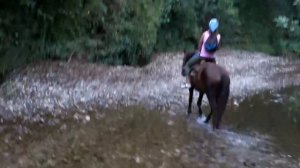 Horseback Riding Through The Mountains, Forests And Plains Of The Village Pitsunda (Abhkazia)