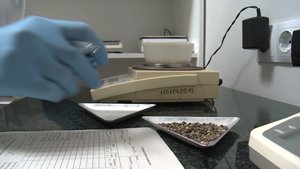 Фермер из Труновского округа начинает выращивать экзотическое растение — Гуар