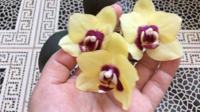 Красивое цветение орхидей в июне!!! смотреть онлайн