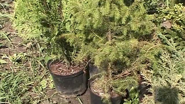 Валерий Панов: Можно ли в мае купить саженцы? смотреть онлайн