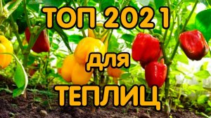 Лучшие сорта сладкого перца для теплицы
