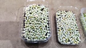 Три способа выращивание #гороха как #микрозелени (часть 1)