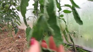 ОБЗОР ТОМАТА ТЯЖЕЛОВЕС СИБИРИ!