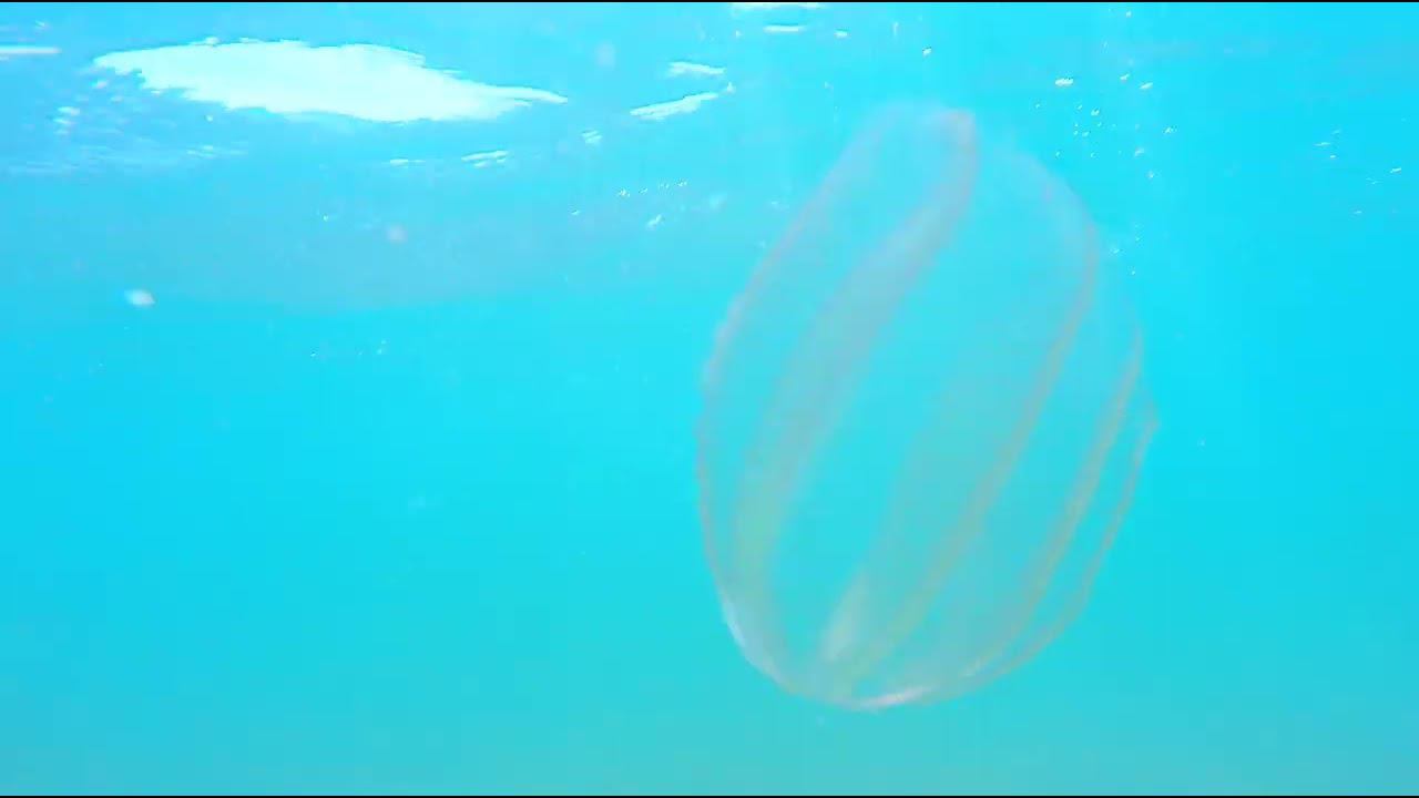 Гребневик Берое 1 смотреть онлайн