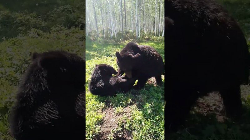 Медвежата шалят. #bear