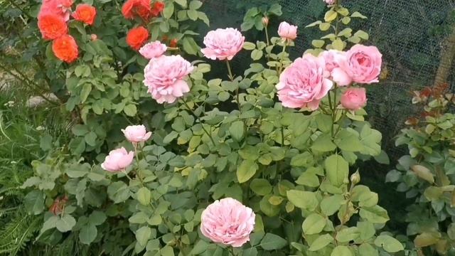 Троянди ?Гійо (Guillot) ♥️Огляд сортів? Раджу - не раджу ? смотреть онлайн