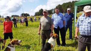 Республиканская выставка охотничьих собак/ Беларусь. Ринг русско-пегих гончих
