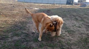 Бойцовые псы